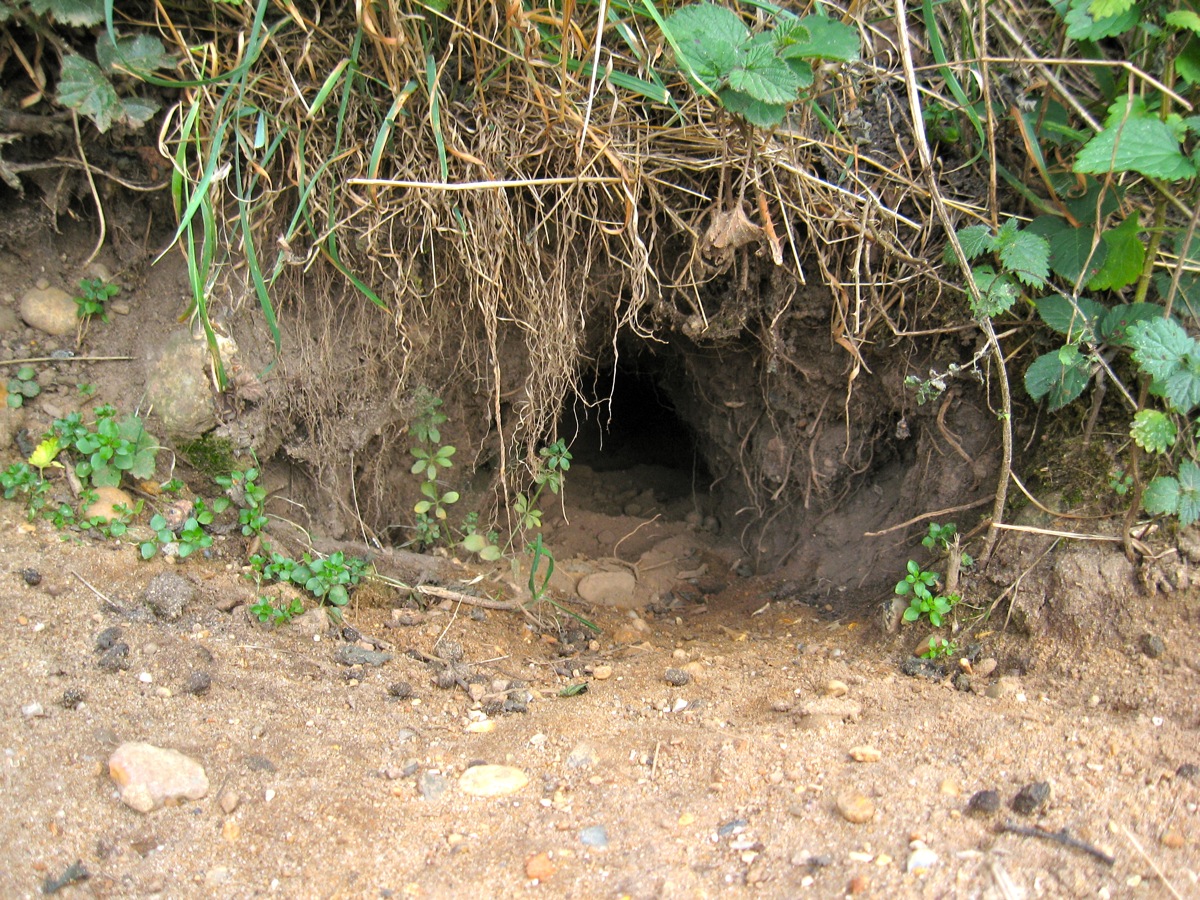 Rabbit_burrow_entrance.jpg